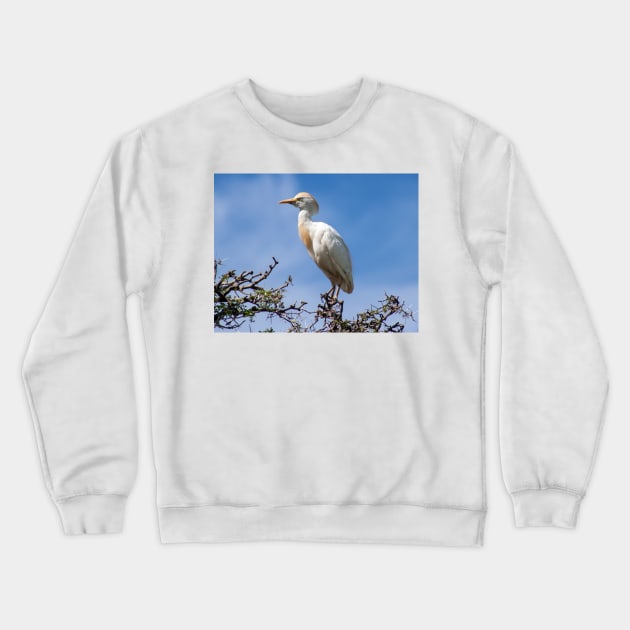 Cattle egret perched on a tree Crewneck Sweatshirt by HazelWright